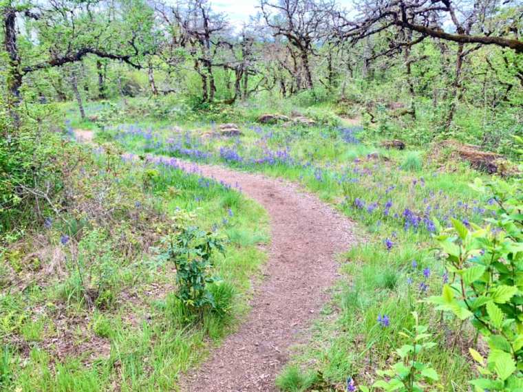 Portland Metro Must-do Spring&nbsp;Hikes